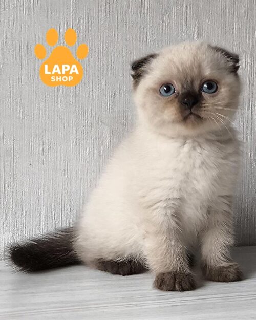 колор поинтовый скоттиш-фолд