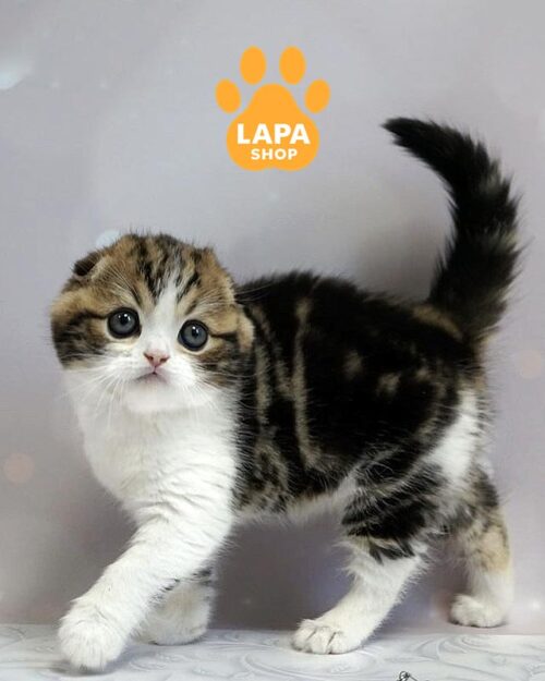 мармурово-білий скотіш-фолд