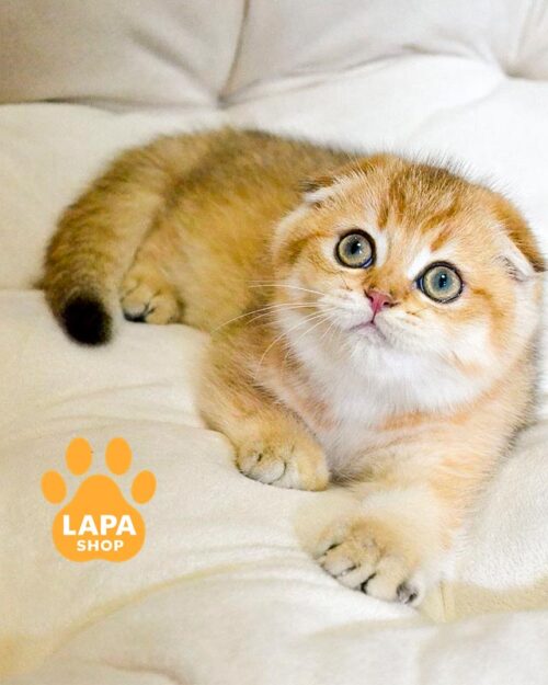 золота висловуха кішка