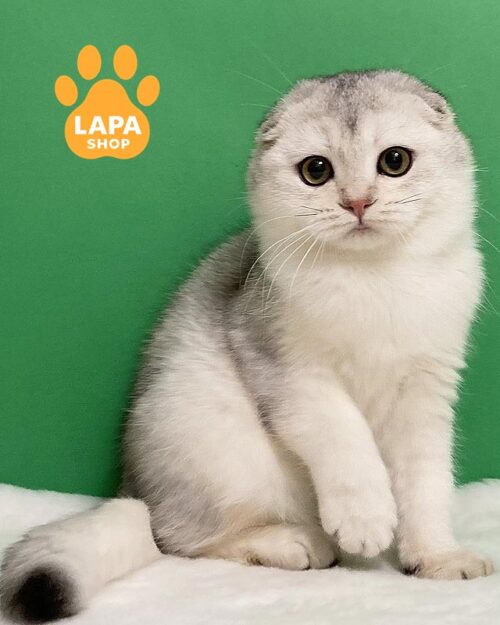 срібляста кішка скотіш-фолд