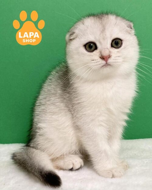 срібляста кішка скотіш-фолд