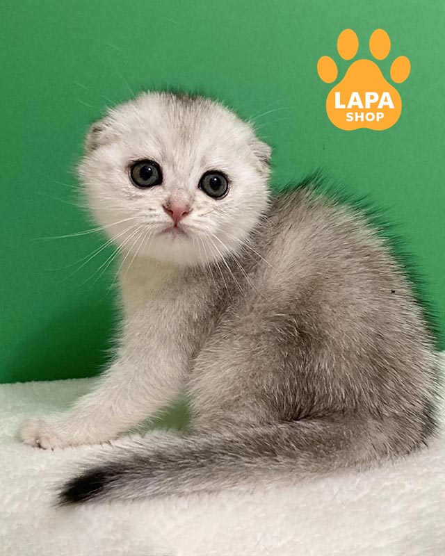 серебристая кошка скоттиш-фолд