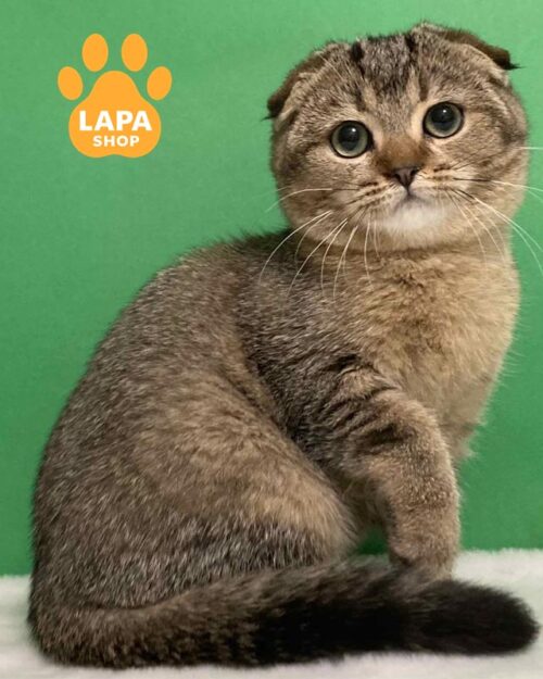 тикована шотландська кішка