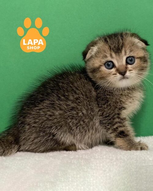 тикована шотландська кішка