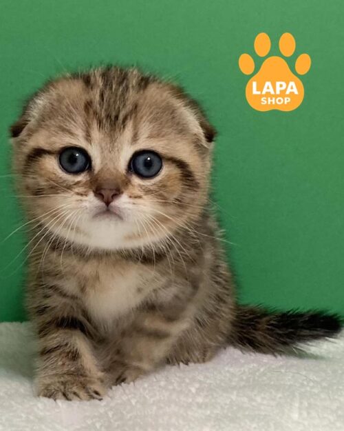 мраморный скоттиш-фолд