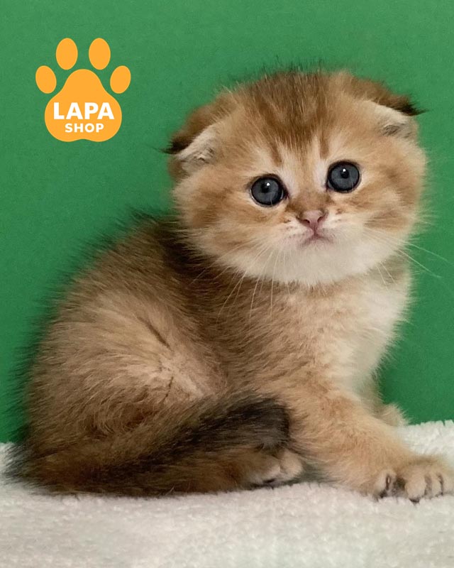 золотой вислоухий котенок