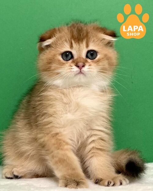 золоте висловухе кошеня