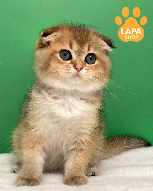 золота висловуха кішка