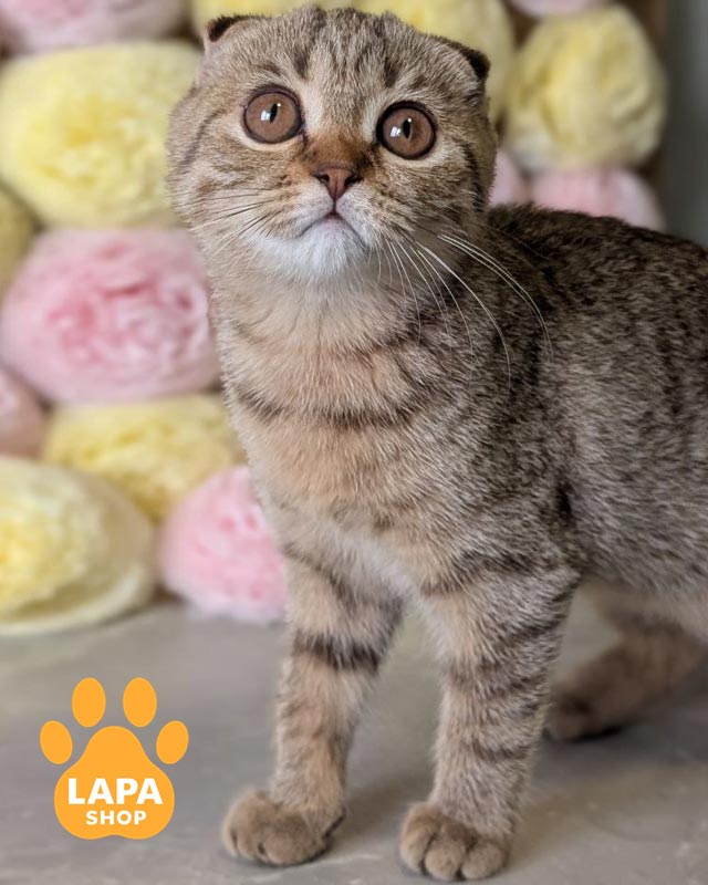 плямиста кішка скотіш-фолд