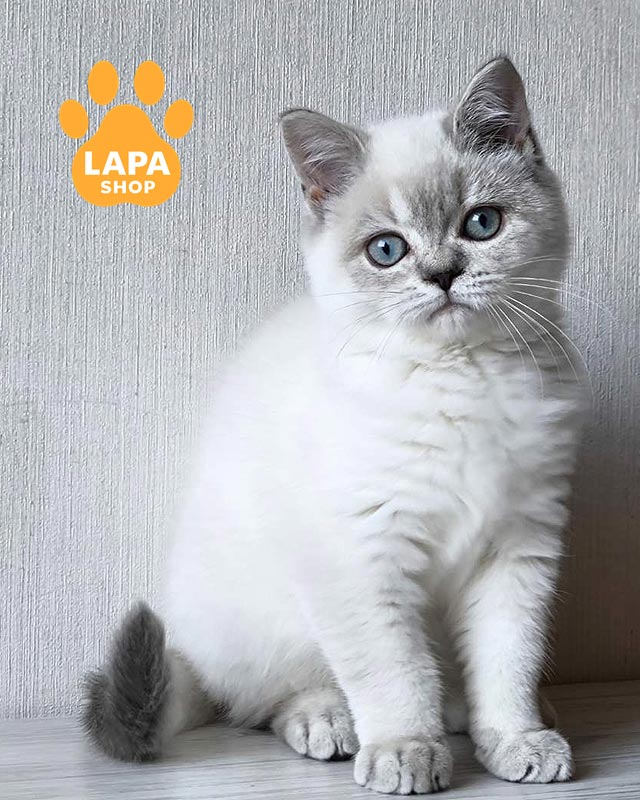 колор пойнтова шотландська кішка