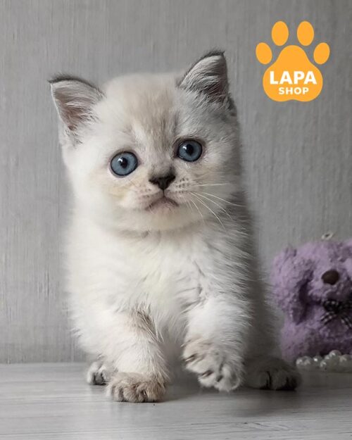 колор поинтовая шотландская кошка