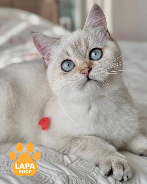 колор-пойнтовий скотіш-страйт