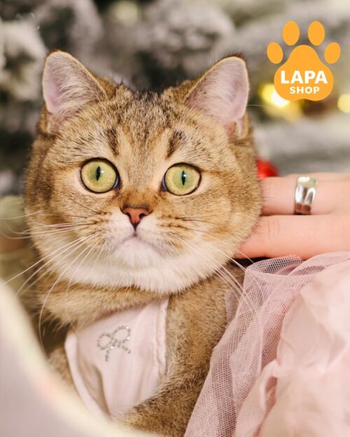 шотландська кішка