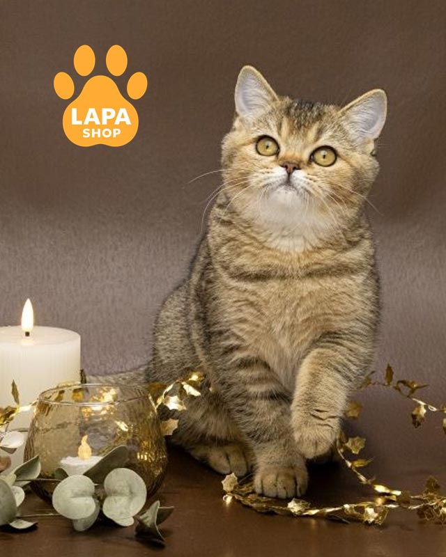 тикована шотландка