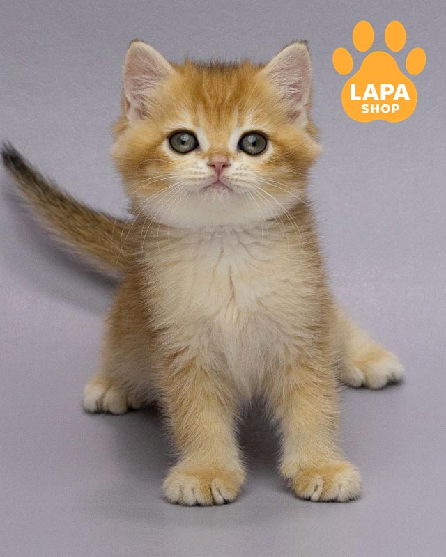 золотой шотландец