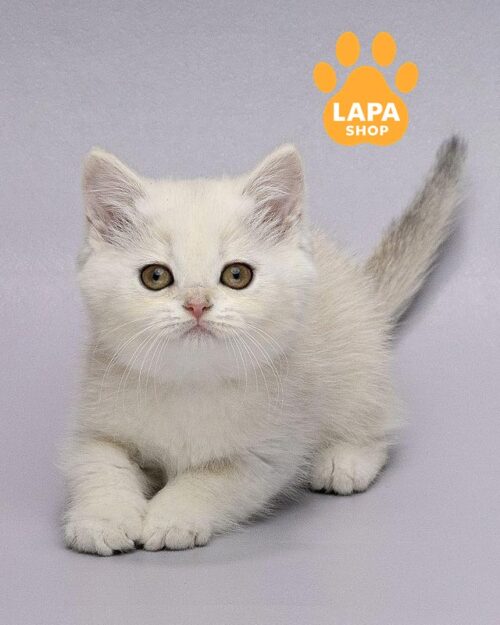 серебристая шотландка <br> <br> <br>