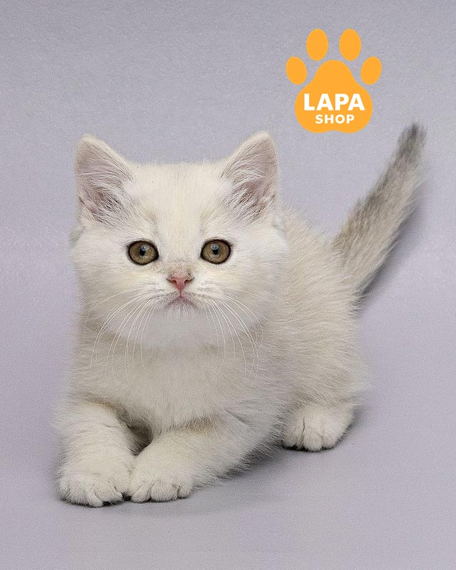 серебристая шотландка <br> <br> <br>