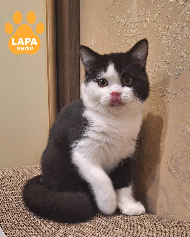 black and white Scottish Straight cat