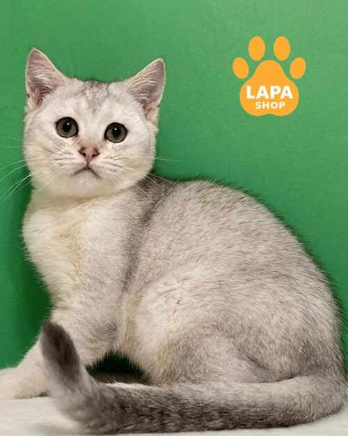 сріблястий шотландець