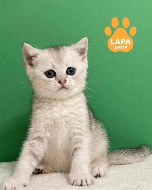 серебристый шотландец