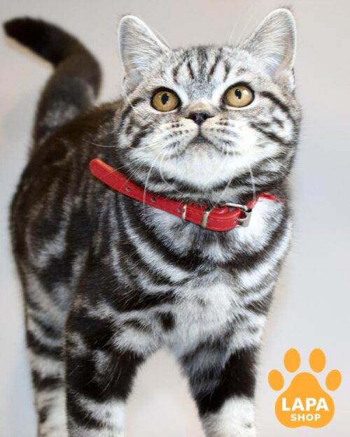 silver marbled Scottish