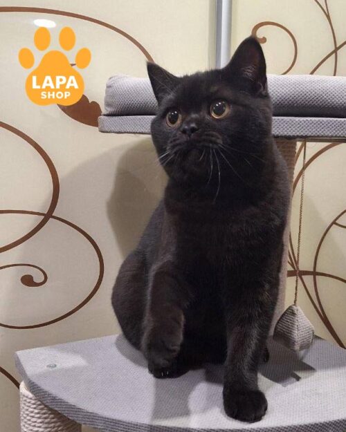 black Scottish Straight