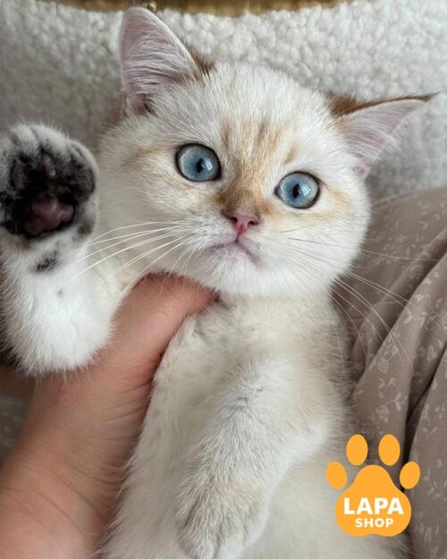 колор-пойнтовий скотіш-страйт