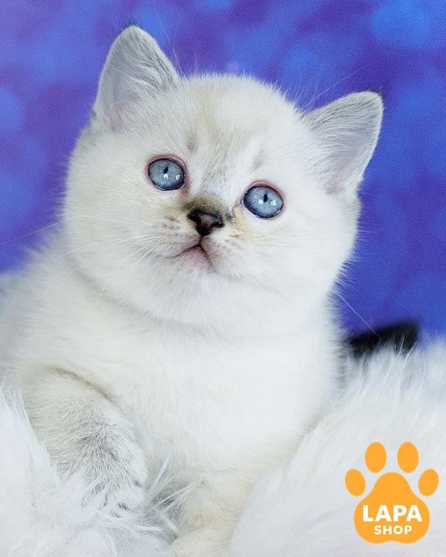 голубоглазый шотландец