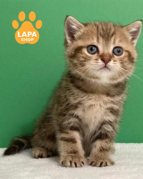 мраморный шотландец