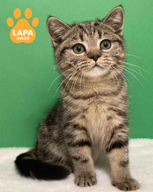 мармурова шотландська кішка