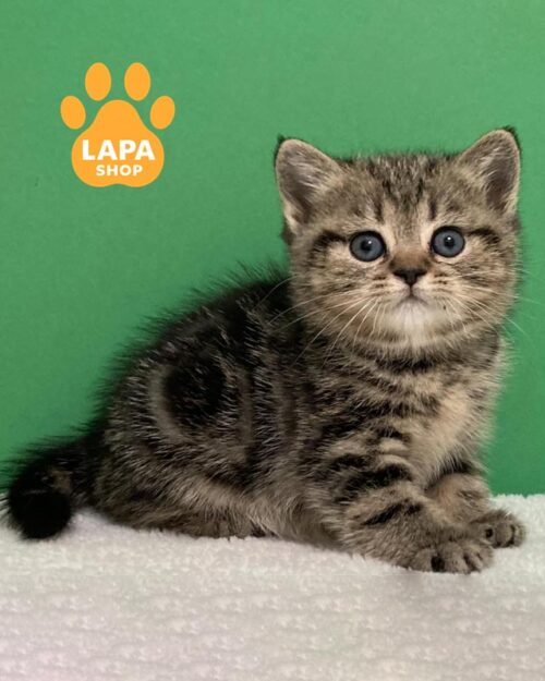 мраморная шотландская кошка <br> <br> <br>