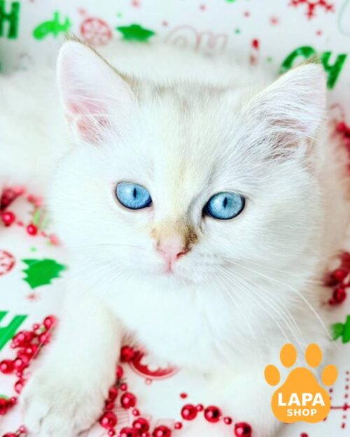 сріблястий шотландець