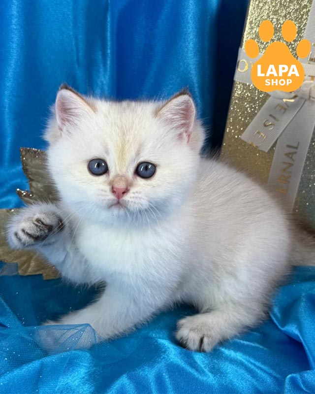 шотландське кошеня шиншила пойнт