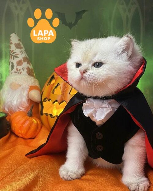 шотландский котенок шиншилла поинт