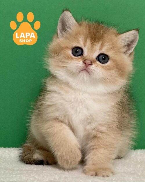 золотая кошка скоттиш-страйт <br> <br> <br>