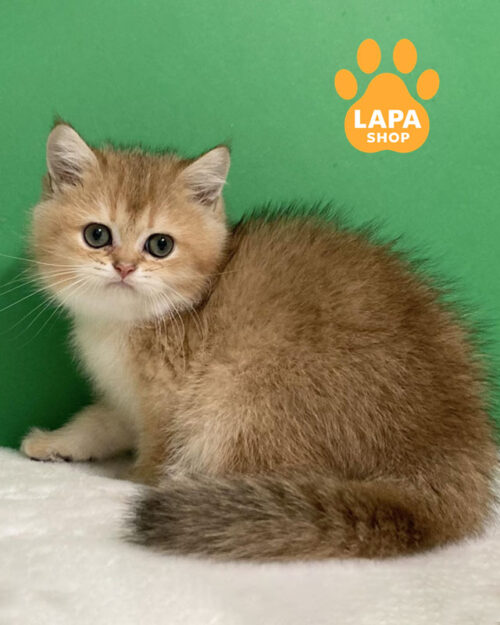 золота кішка скотіш-страйт