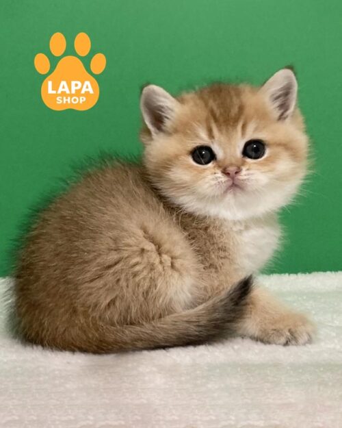 золота кішка скотіш-страйт