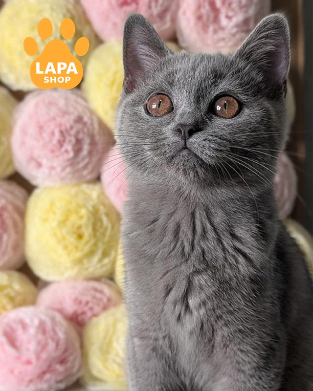 блакитна шотландська кішка