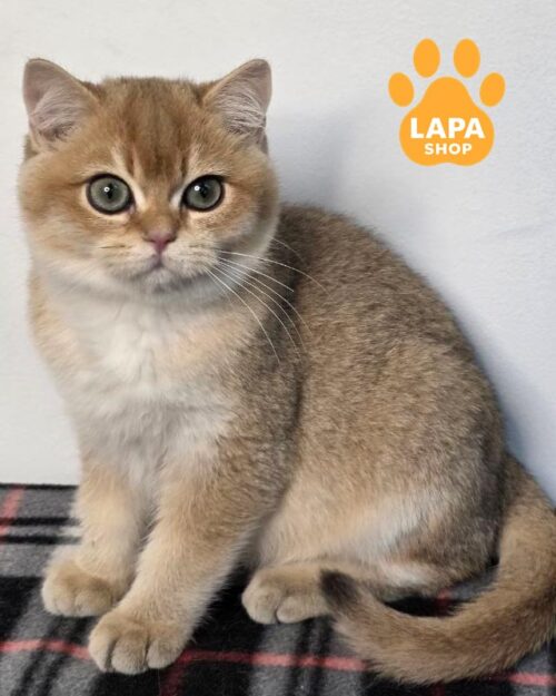 золотой шотландец