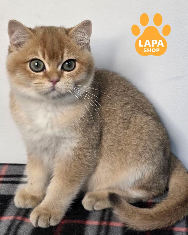 золотой шотландец