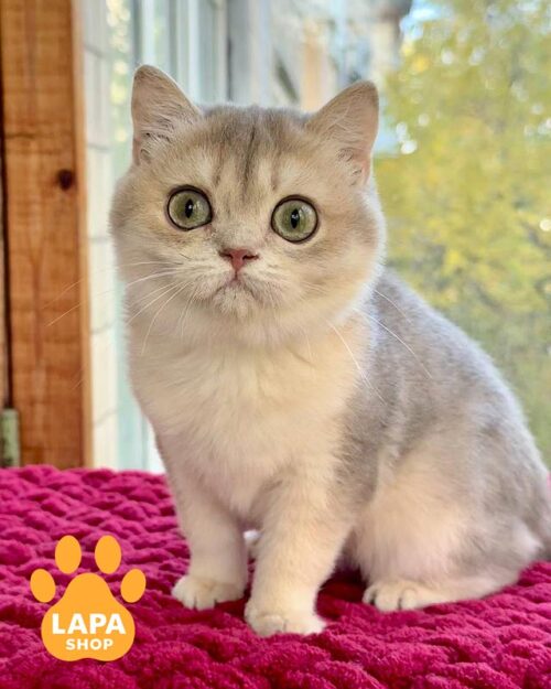 британська кішка