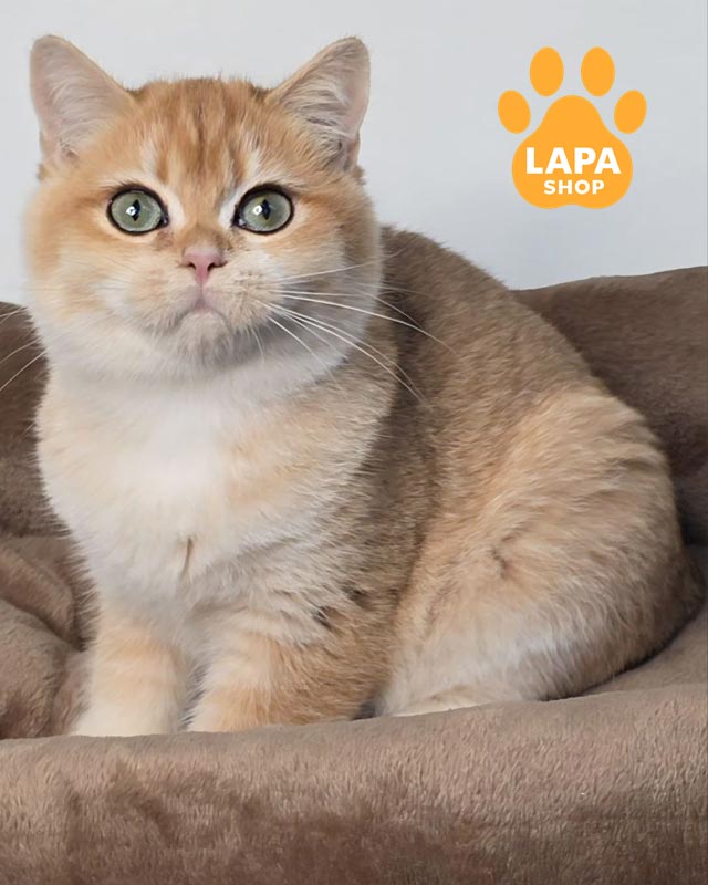 золота шотландка