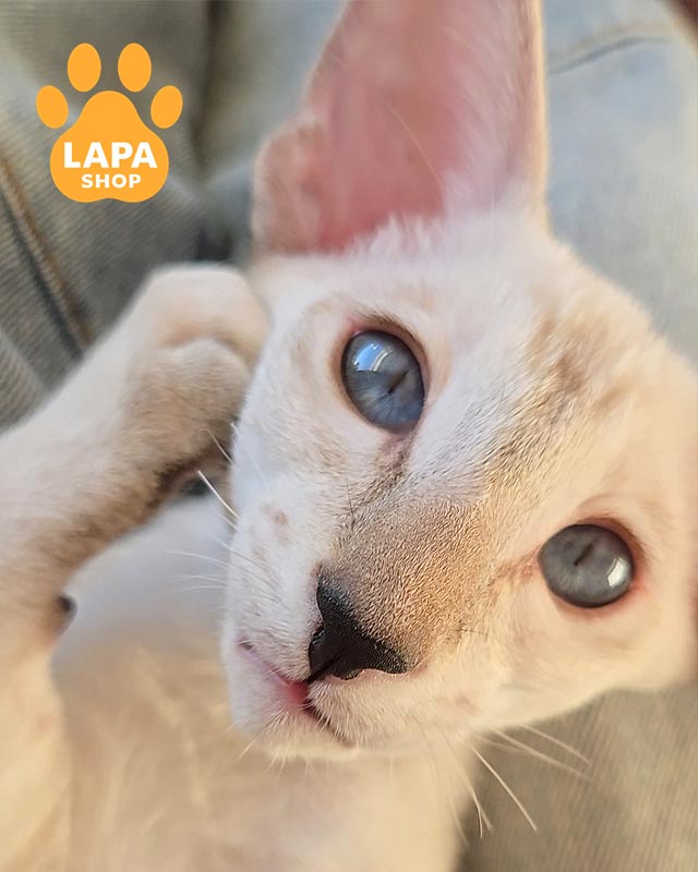 сиамская кошка