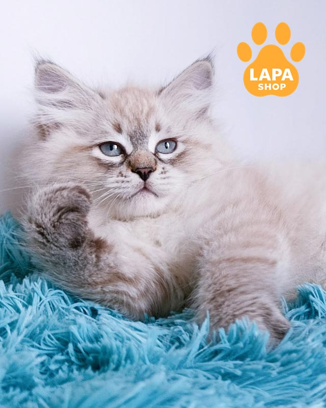 сибірське кошеня