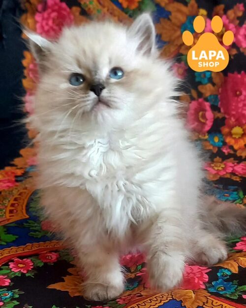 сибірська невська маскарадна кошка