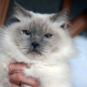 Магическая красавица Kohava – сибирская невская маскарадная кошечка в нежной пушистой шубке sib mom