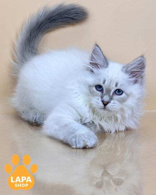 сибирский котенок