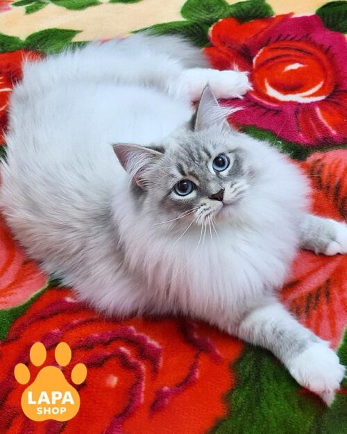 сибірський котик