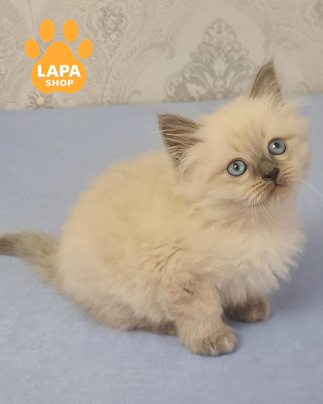 сибирский котенок