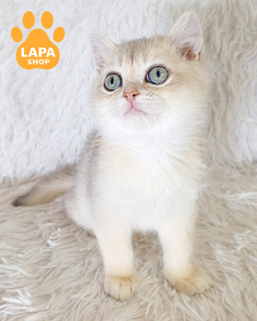 blue gold shaded British Shorthair